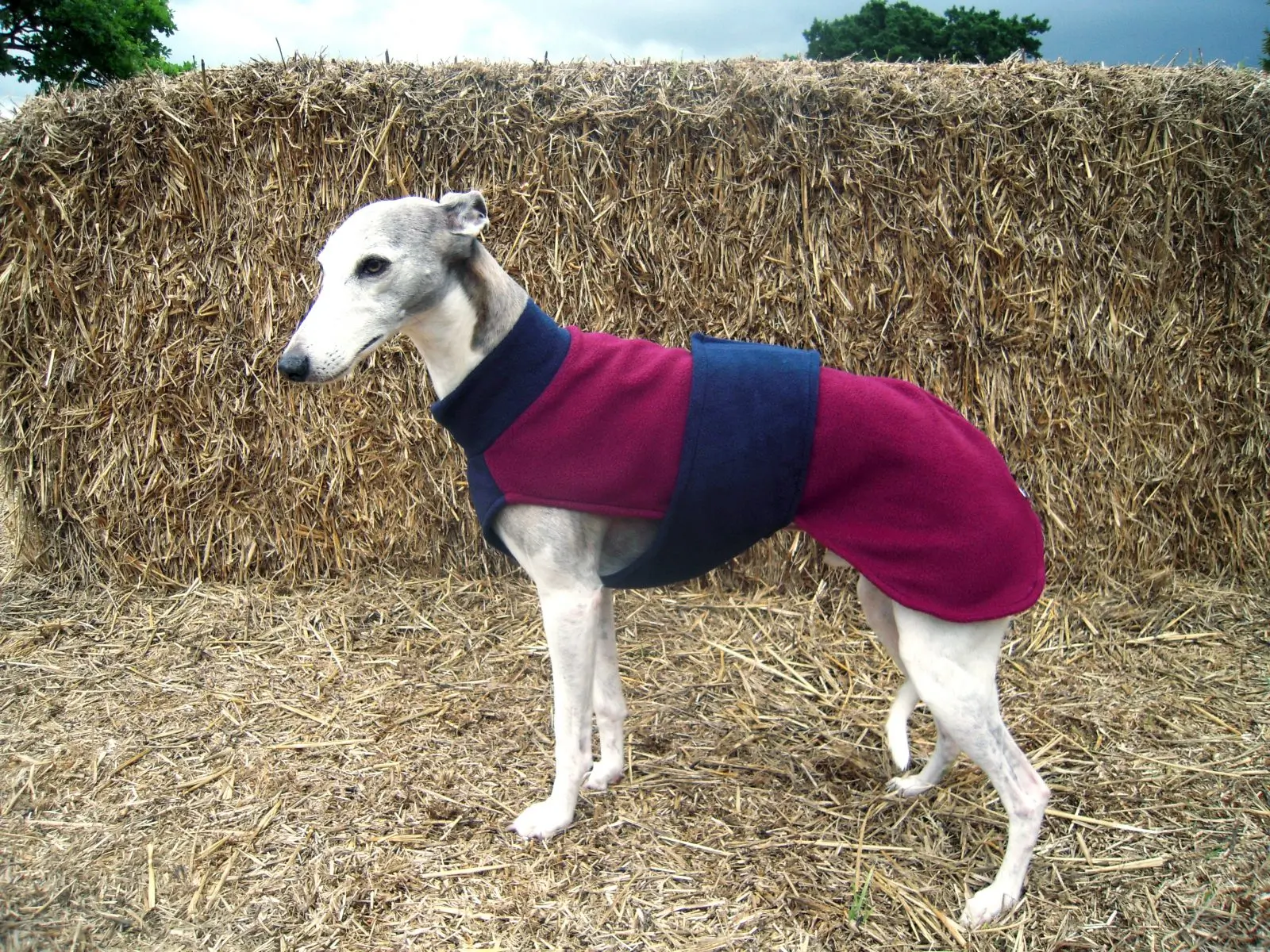 whippet greyhound bertie coats
