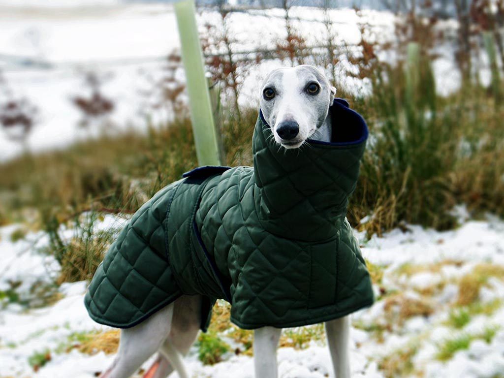 Waterproof quilted rain coats for whippets and grey hounds