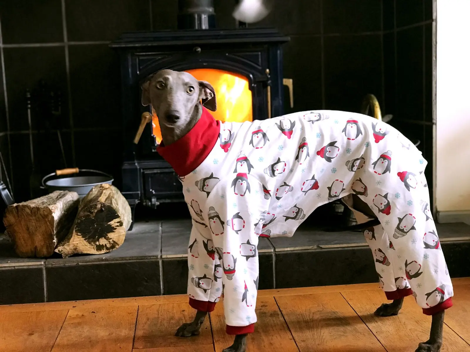 whippet puppy coat