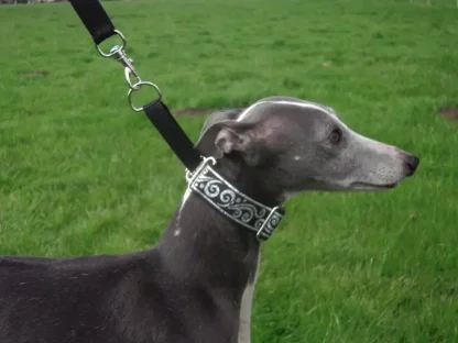 Martingale collars for whippets and grey hounds.