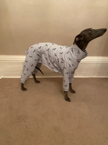Cotton Pj's Onesie for whippets & Grey hounds